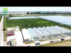 Palmo multi de una sola capa del invernadero agrícola de la película del túnel