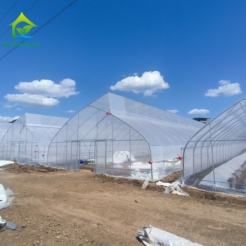 Túnel de invernadero de película de plástico tropical de diseño de dientes de sierra de tramo único personalizado para el cultivo de verduras