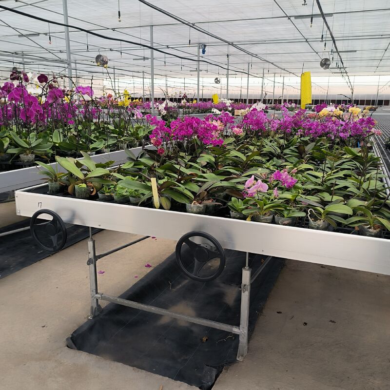 Tabla de rodadura hidropónica móvil para plantas en invernadero
