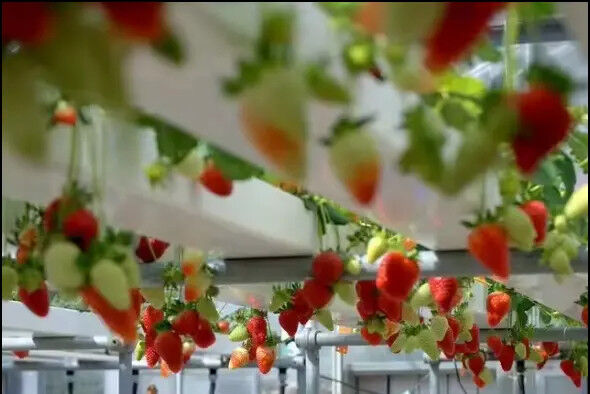 Agricultura en interiores sin suelo El cultivo de fresas Tubo de PVC para hidroponía Sistema NFT para la venta