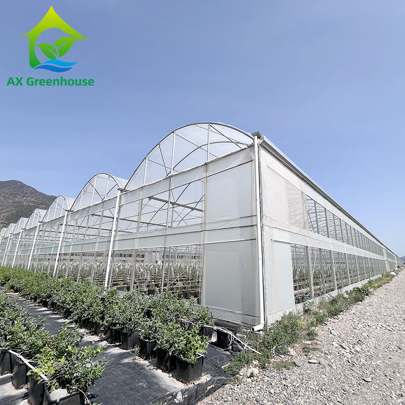 Estructura de acero galvanizado en caliente con película de plástico de múltiples tramos Invernadero personalizado con diseño de dientes de sierra de ventilación tropical
