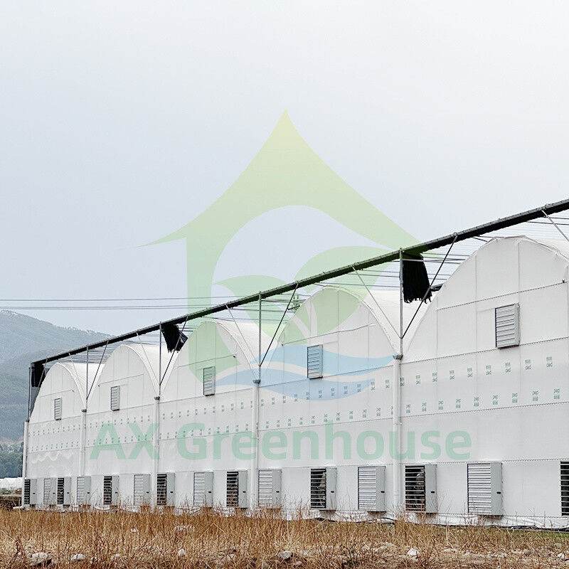 Venta caliente de invernaderos de película resistente a los rayos UV con túneles poli-múltiples para tomates