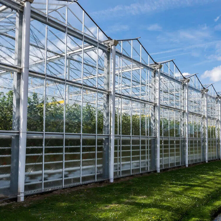 Invernadero de tomate de vidrio templado de acero galvanizado de varias franjas para condiciones óptimas de cultivo