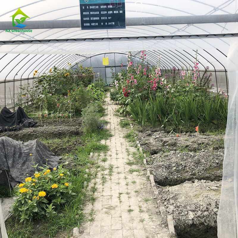 Precio de fábrica Túnel de película de plástico a medida Tienda de cultivo de tomate Invernadero para la agricultura