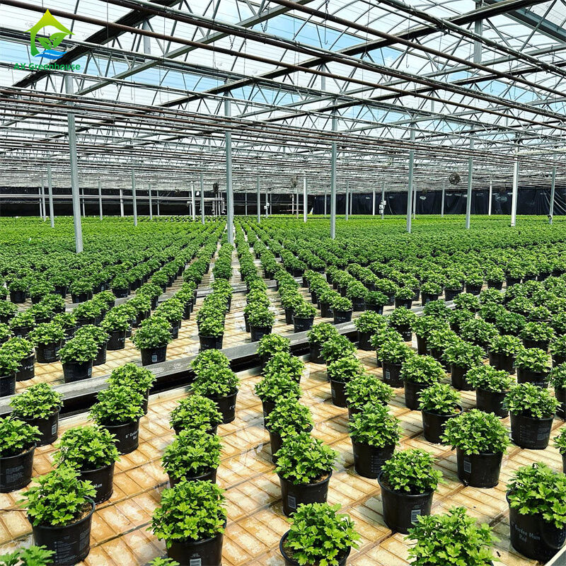 Gran invernadero comercial de vidrio de venlo con semillero hidropónico para fresa de tomate